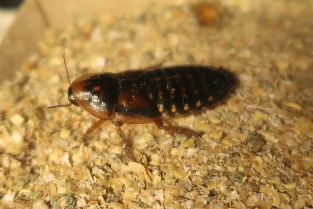 Dubia Roach Food